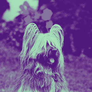 Uplifting Ambiance for Positive Doggy Moods album