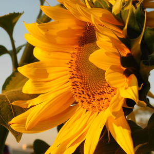 Dr3 Moor - Best of it (feat. Riindy.V)