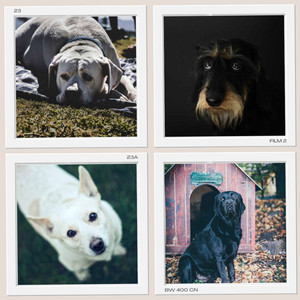 Mysterious Background Music for Happy Pup album