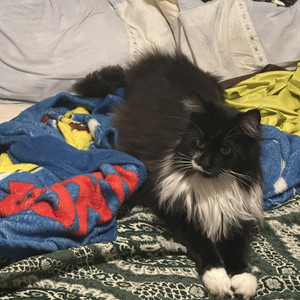 Oscar, notre Maine Coon d’amour