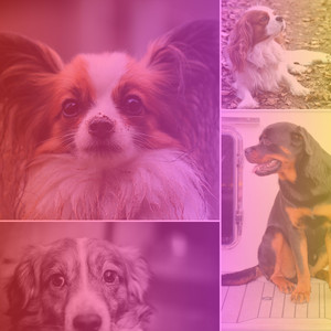 Music for Dogs Playing - Superlative Trumpet Jazz album