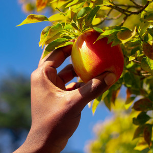 Passion Fruit (Basket 2) album