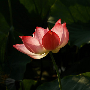 Joy 1 - Heavenly Sanskrit Sound [Heart Sutra] Avalokitesvara Bodhisattva, Listen to It Every Day to Purify Your Mind and Feel at Ease