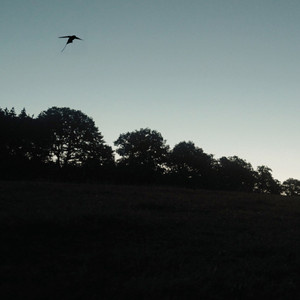 Little Bird by Matt Gombau
