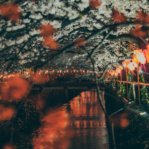 月下樱