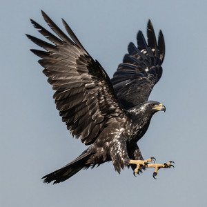 ACONGs - The Ballad of Bartholomew Butterfield