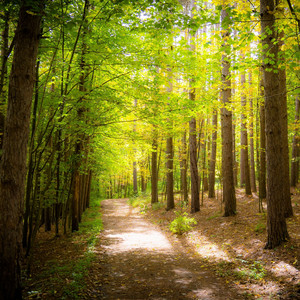 Elias Pires - Som da Terra