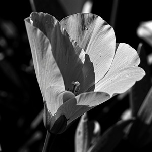 petal - Instrumental by Turtle Music