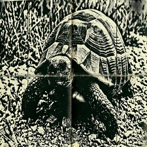 Tortoise by Shyua