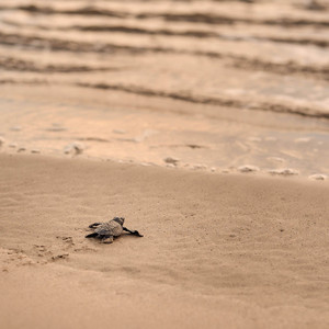 Journey of Life
