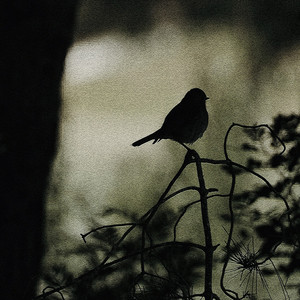 Watching Out by Anna Simonetta, Jeff Roy