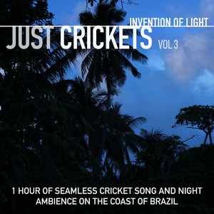 A Brazilian Night Time Chorus