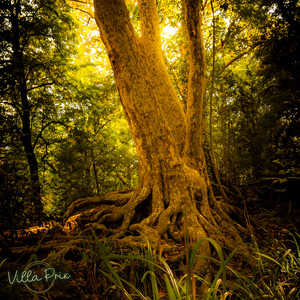 Lush Rainforests
