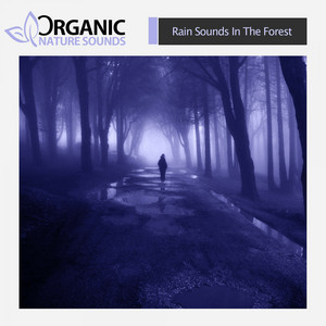 Rain Sounds In The Forest