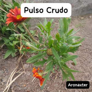 Pulso Crudo by Aronaxter