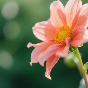 Júlio Rodrigues Fernandes - Accompany me