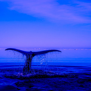 Cape Whale Drift by Eduard Prost