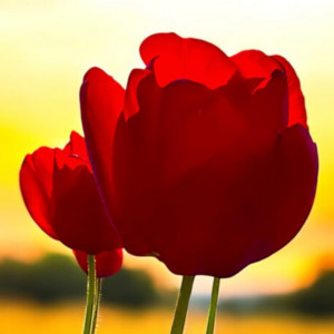 TERU - Negaigakanautoshitara