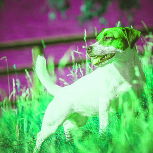 Backdrop for Laughing Dogs album