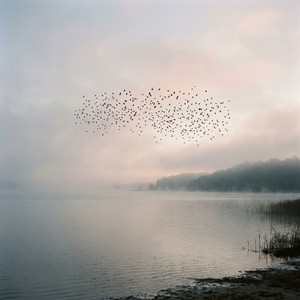 Only a Flock by Cebva