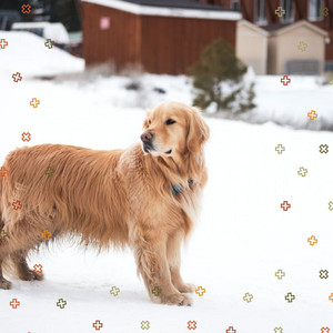 Spectacular Smooth Jazz Chill Out - Background for Dogs Resting album