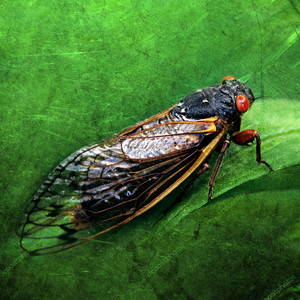 Cicadas in the Morning by Insect Noise