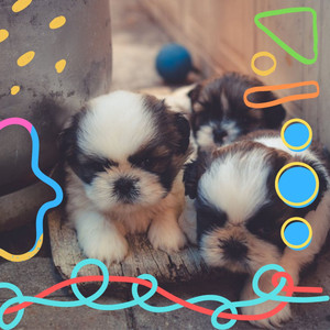 Quiet Background for Sleepy Puppies album