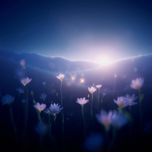 Inside, All Blooms by SERGI FRANC