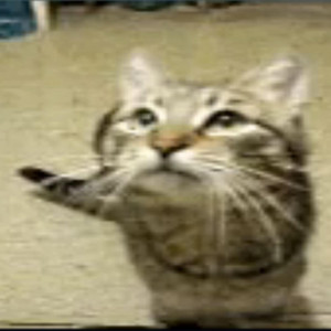 just the two of us but also cat but also lofi hiphop by j1gggs