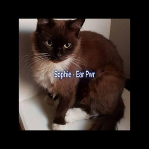 sophie (slowed) by LYSIS