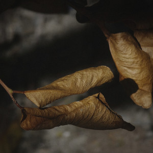 73 Brands - Dead Presidents