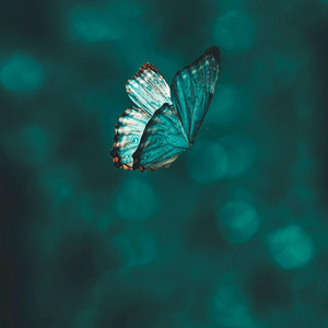 Craj - Light pulse