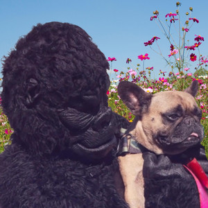 Ape Shall Not Kill Ape by Tex Moonlight