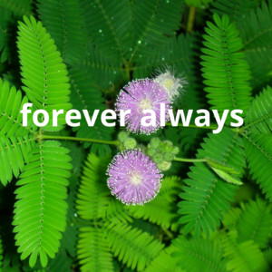 Forever Always