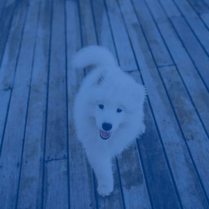 Echoes of Cute Dogs album