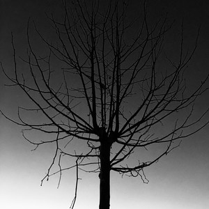 Purplehazeee - Corpse Bride