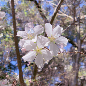 イロハ 〜君ノ咲ク春〜