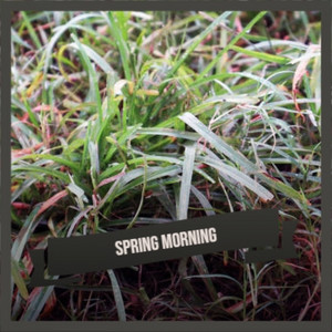Spring Morning - Compilation by Various Artists | Spotify