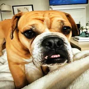 dog in me by TJ Hickey