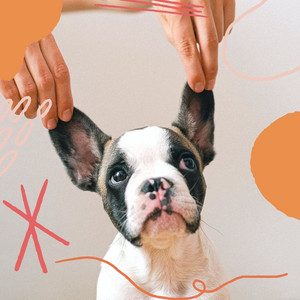 Romantic Guitar Chill Out - Ambiance for Well Trained Pups album