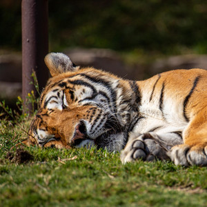 Sleep Well by Ronny Pinggera