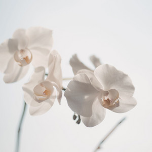 Orchid by Buneba