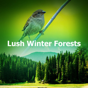Lush Winter Forests album