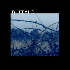 Buffalo by Razkid