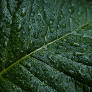 Echoes of Wet Leaves by Quiet Vale
