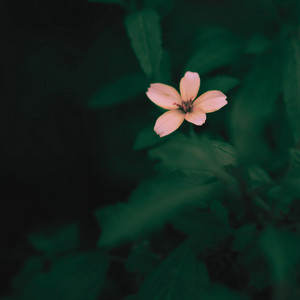 A Small Flower by Into the Harmonies