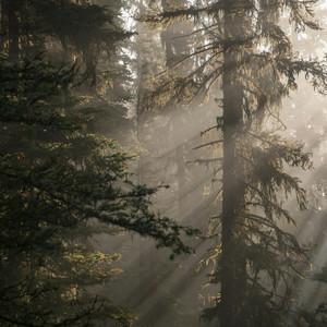 Forest Awakening by Piano Softly