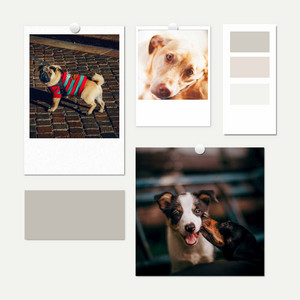 Music for Puppy Sleep Zone - Trumpet Jazz album