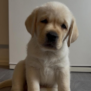 Labrador Retriever by Erik Jaala