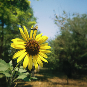 Alicia — cover art by Juan Luis Cavazos